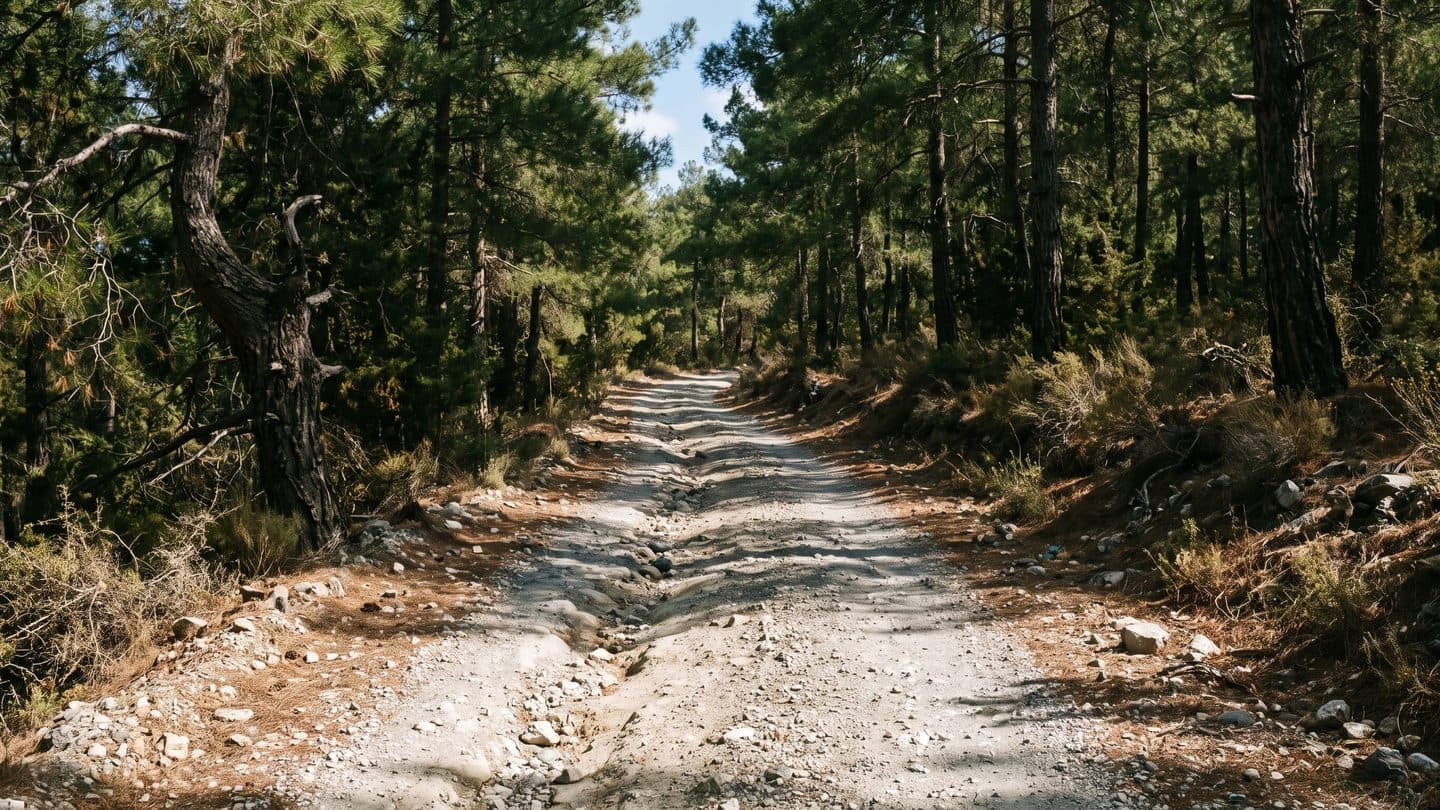 Ein schmaler unbefestigter Schotterweg steigt durch Pinienwald im Troodos-Gebirge an